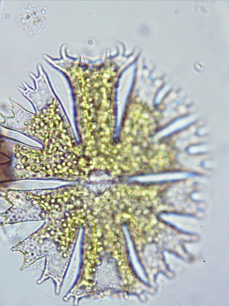 Micrasterias novae-terrae