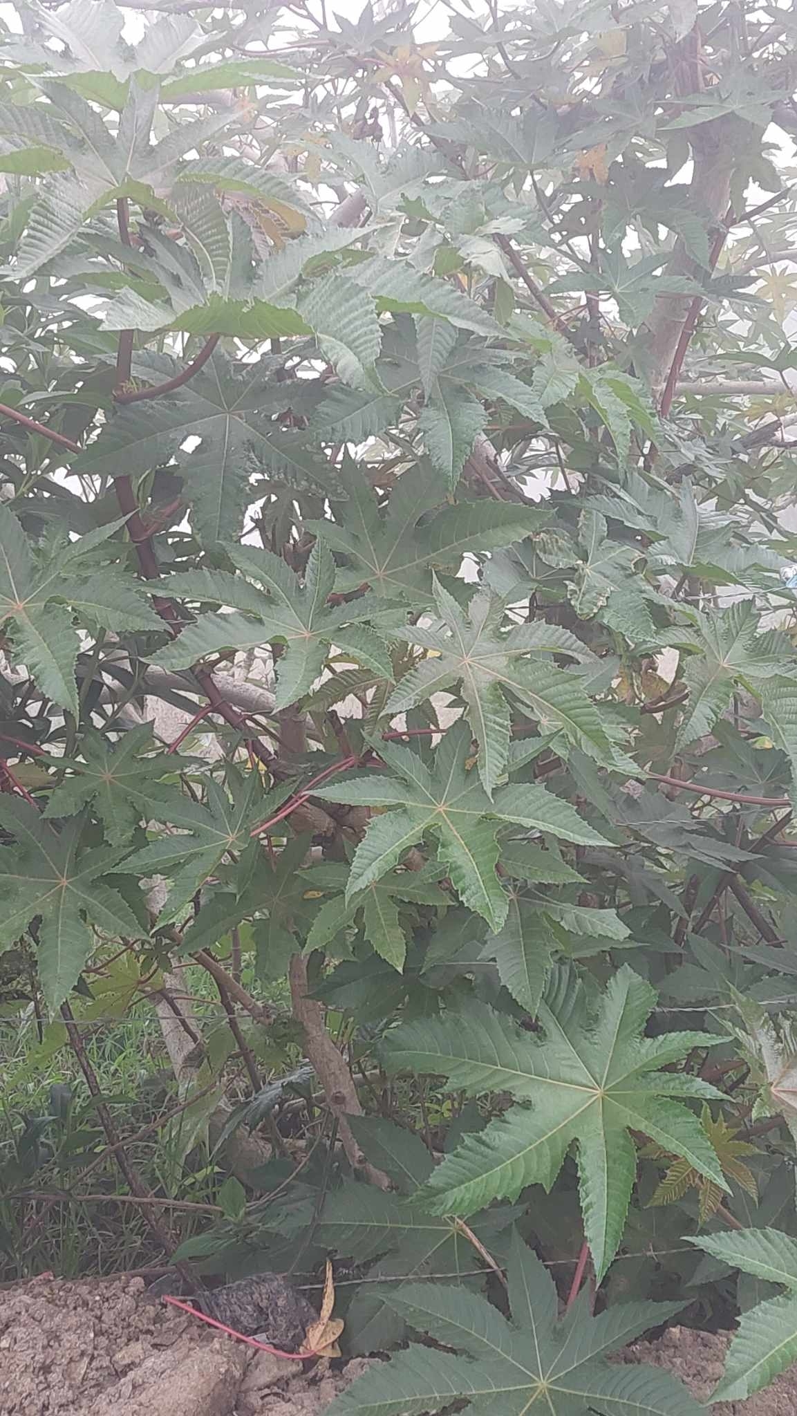 Ricinus communis image