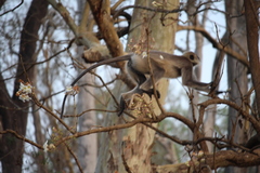 Semnopithecus hypoleucos