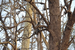 Semnopithecus hypoleucos