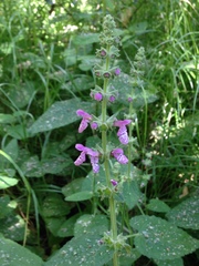 Stachys ajugoides