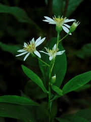 Flat-topped white aster