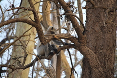 Semnopithecus hypoleucos