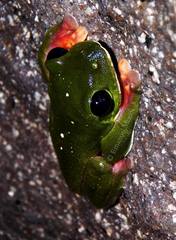 Agalychnis moreletii