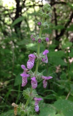 Stachys ajugoides