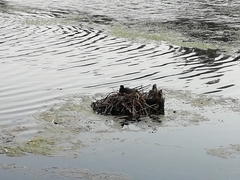Fulica americana