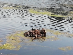 Fulica americana