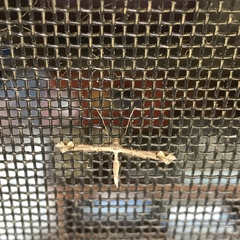 Anstenoptilia marmarodactyla