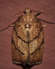 Argyrotaenia juglandana