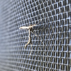 Anstenoptilia marmarodactyla