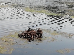 Fulica americana