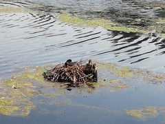 Fulica americana