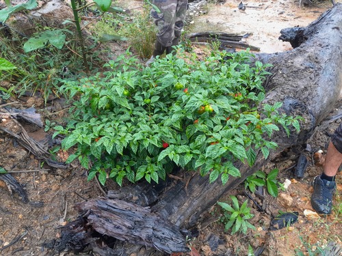 Capsicum chinense iNat (1)