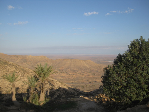 Date Palm