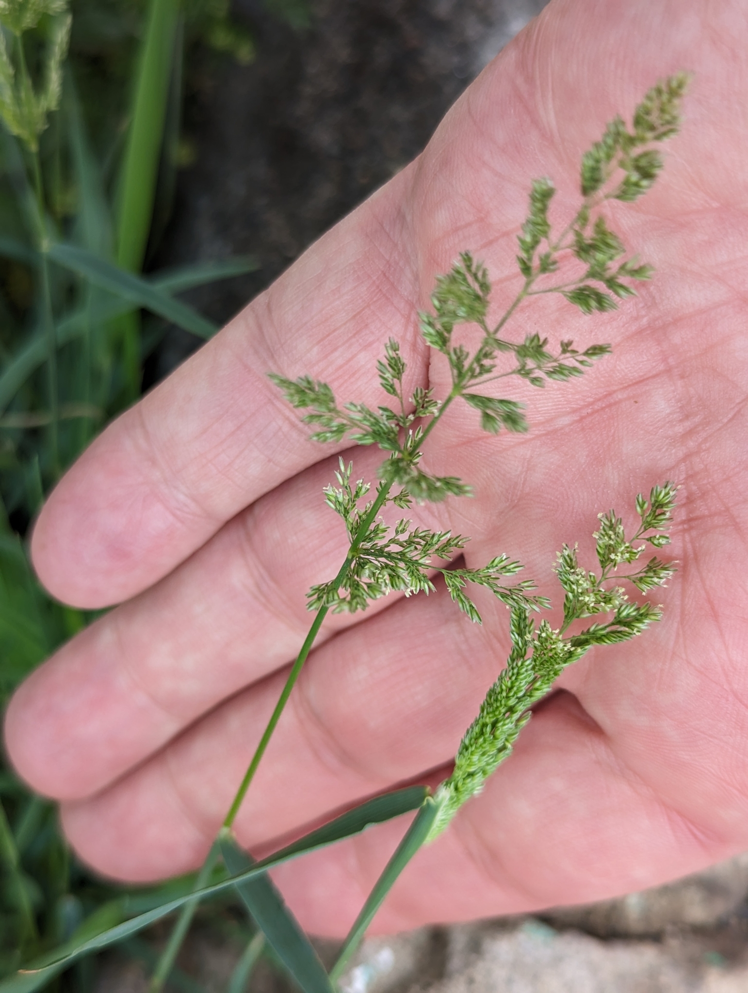 Cola de ardilla eurasiática