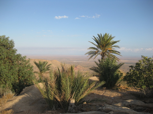 Date Palm