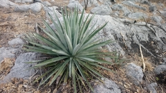 Agave collina