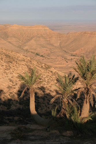 Date Palm