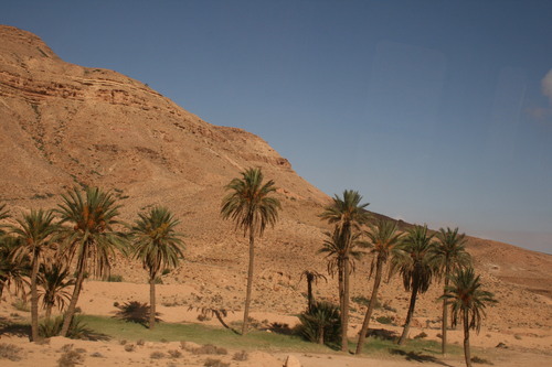 Date Palm