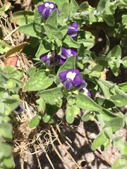 Scutellaria potosina