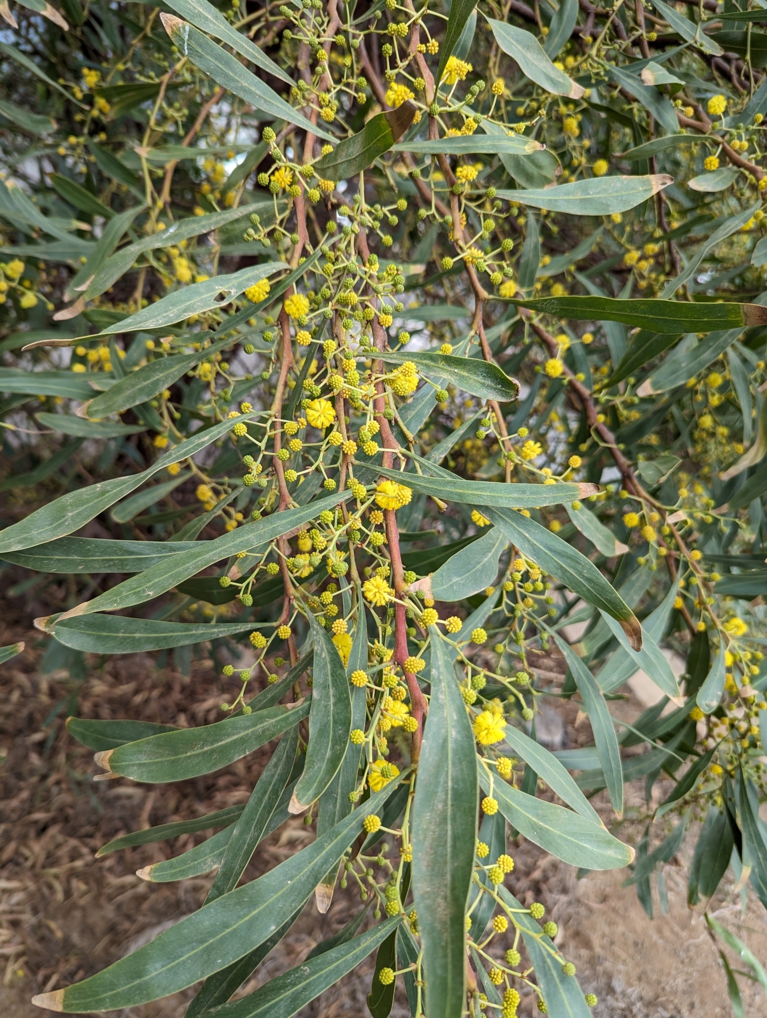 Mimosa