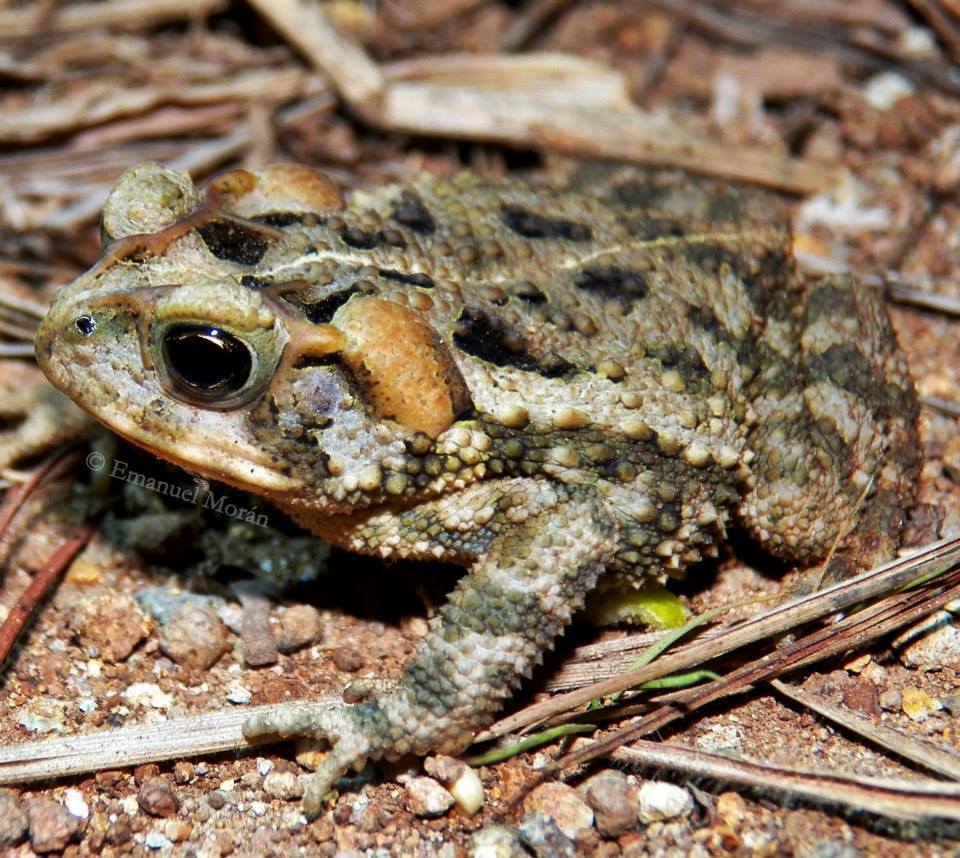 Jalapa Toad