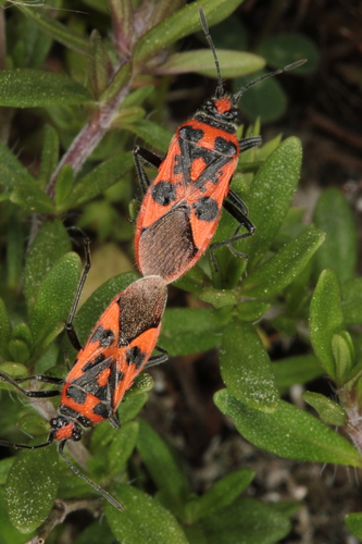 Raudonmargė kampuotblakė nuotrauka