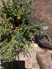 Scutellaria potosina