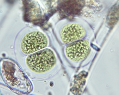 Chroococcus turgidus