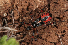 Rhynocoris iracundus