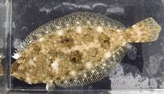 Bastard Halibut photo 2
