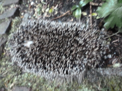 Erinaceus europaeus