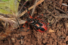 Rhynocoris iracundus