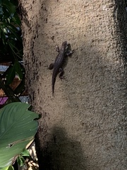 Leiocephalus carinatus