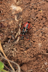 Rhynocoris iracundus