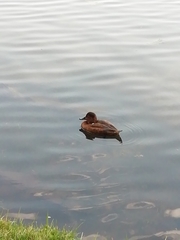 Aythya collaris
