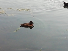 Aythya collaris