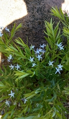 Amsonia