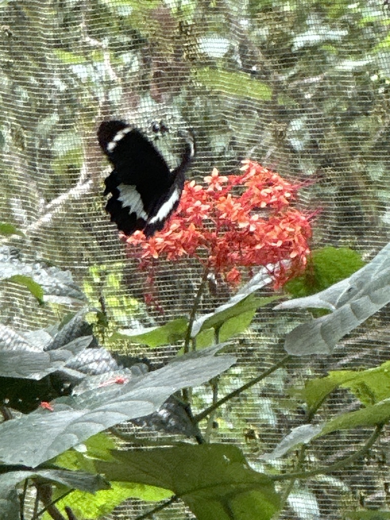 Papilio tydeus (Papilio tydeus)