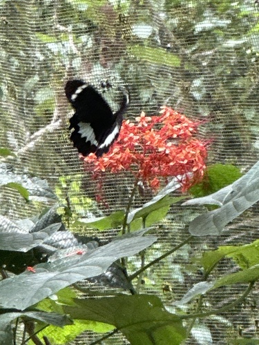 Papilio tydeus