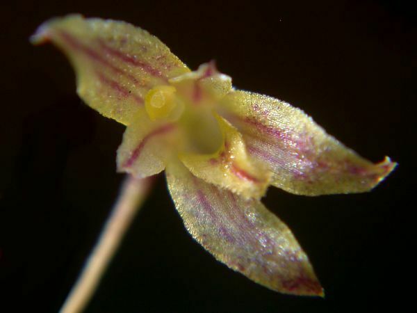Pabstiella aveniformis