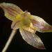 Pabstiella aveniformis - Photo (c) Dalton Holland Baptista,  זכויות יוצרים חלקיות (CC BY-SA)