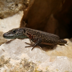 Algyroides nigropunctatus