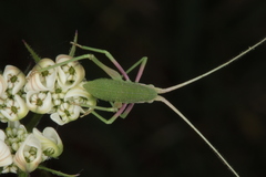 Acrometopa macropoda