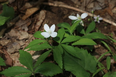 Anemonoides lancifolia