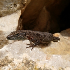 Algyroides nigropunctatus