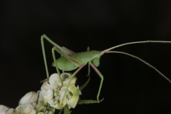 Acrometopa macropoda