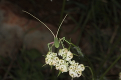 Acrometopa macropoda