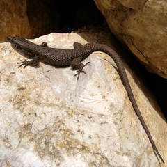 Algyroides nigropunctatus