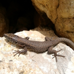 Algyroides nigropunctatus